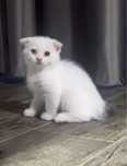 Motan Scottish Fold alb