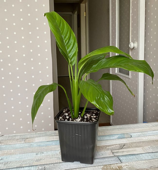 Спатифилум крупнолистный