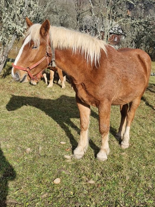 Manza de 2 ani jumătate