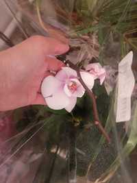 Орхидея отцветашки 1500 тг