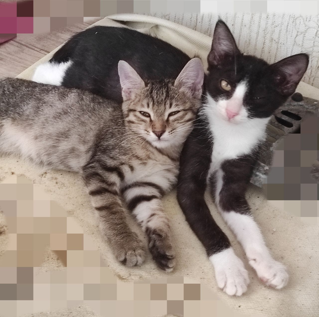 Пристраивается котенок