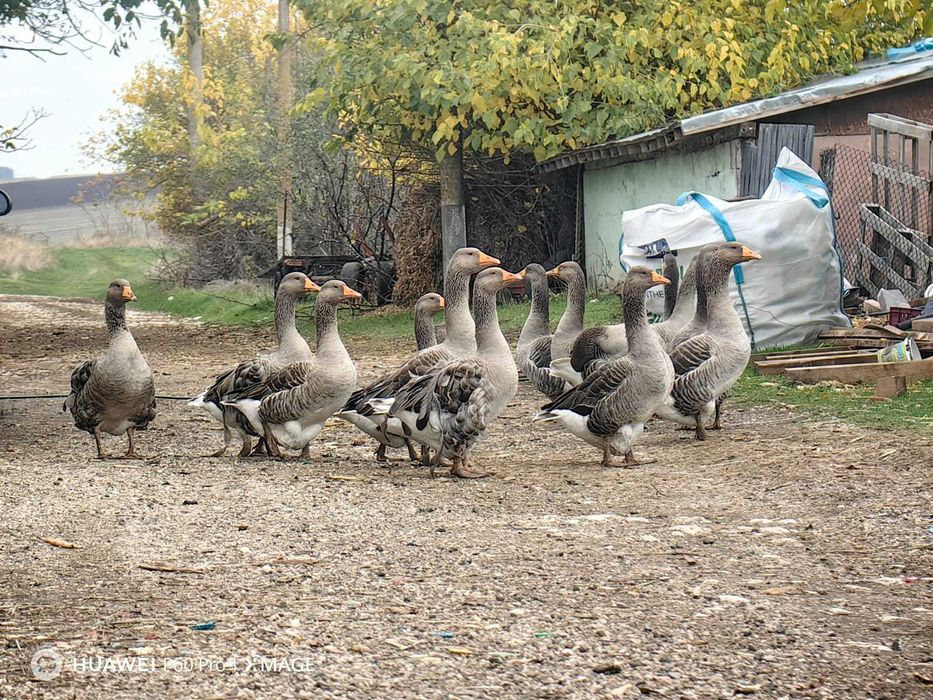 Гъски домашно отглеждани