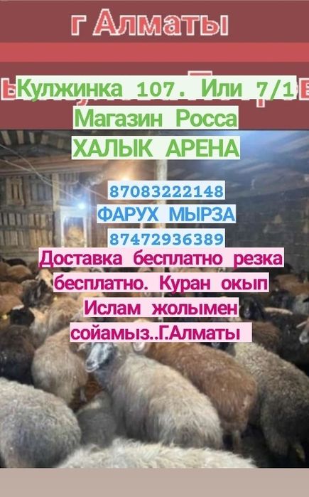 Кой Бараны токтушки продаётся 35000тысч г Алматы Доставка бесплатно ре
