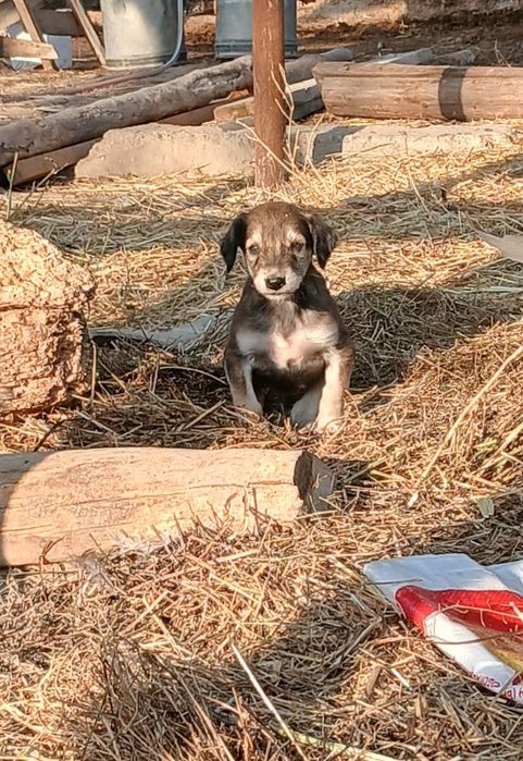 Кумай тазы кушикги