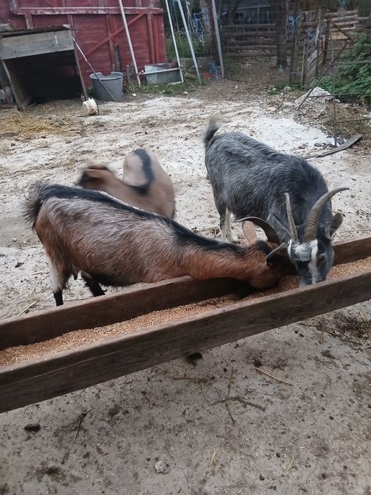 Vând 2 capre și o iada