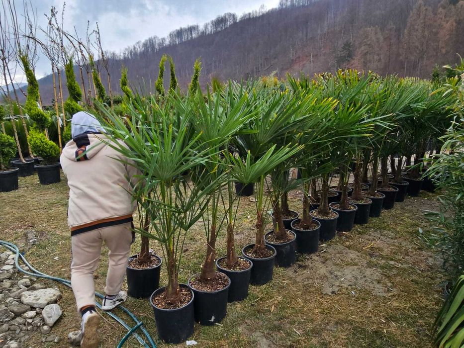 Plante Ornamentale