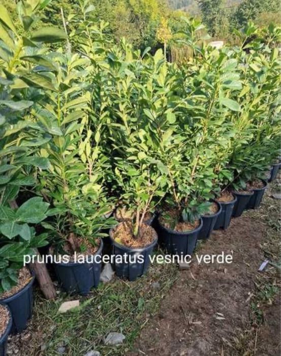 Vindem prunus laur englezesc photinia buxus oriunde in tara