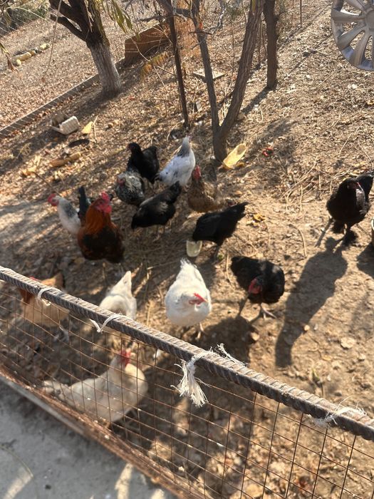 Продам несушки годовалые и петухи 20шт