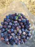 Vand prune de tuica