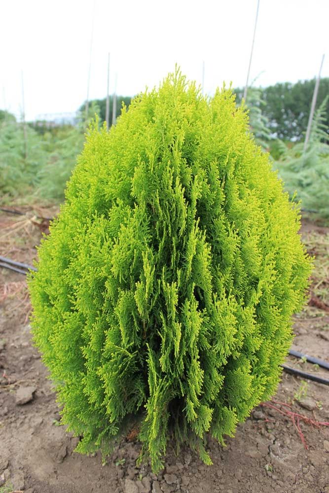 Tuia aurea nana ( thuja orientalis aurea nana ) glob auriu