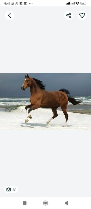 Қасапшы Касап Мясник