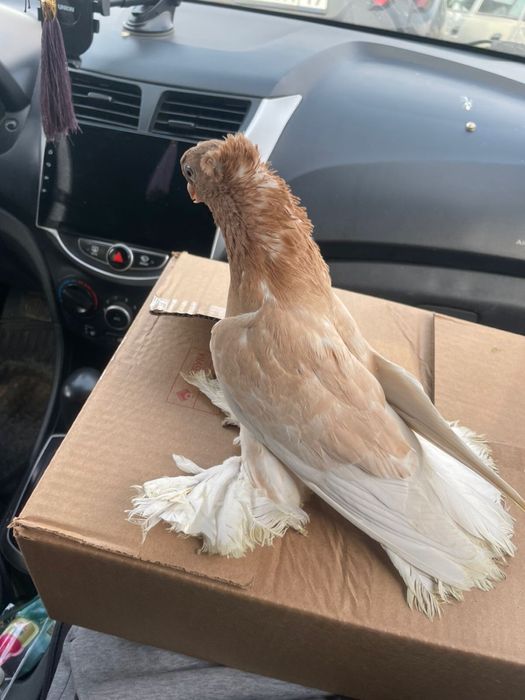 Жолтый  чуьатый гаоуька