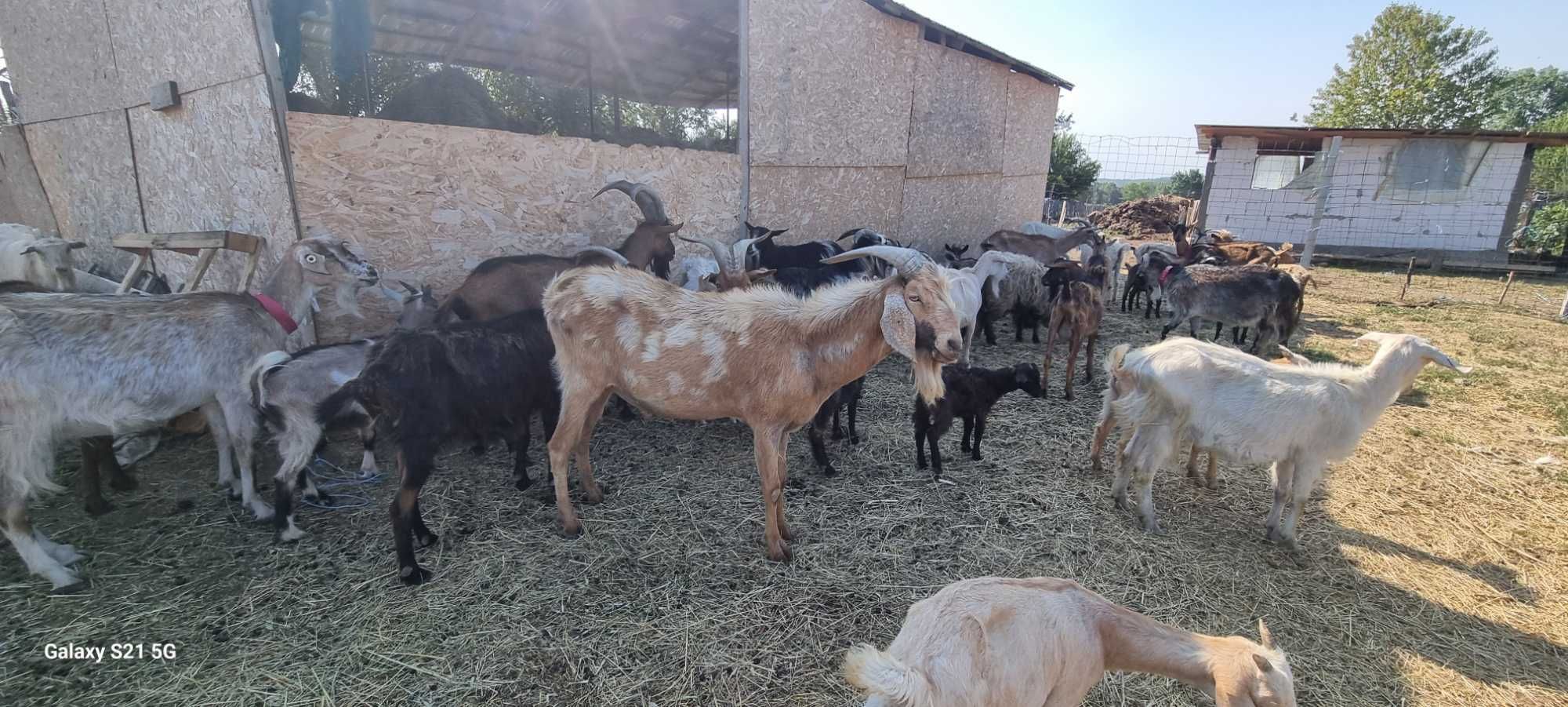 Se dau doi tapi foarte buni de monta