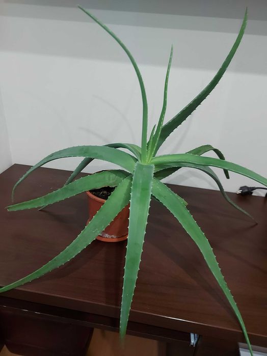 Aleo vera 50 cm in stare perfecta