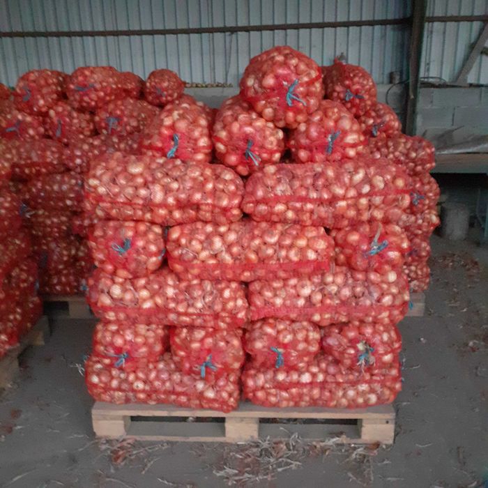 Ceapa plata stuttgart