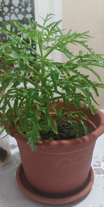 Продам цветок оленьи рога и денежный цветок.