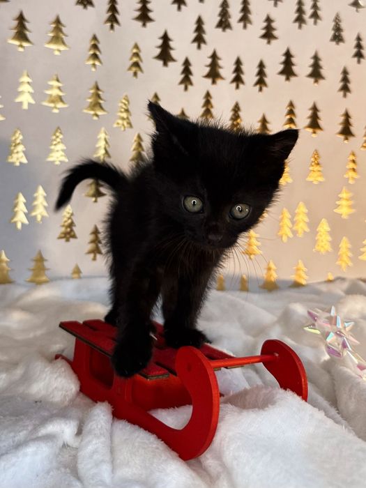 Пантери  4 на брой