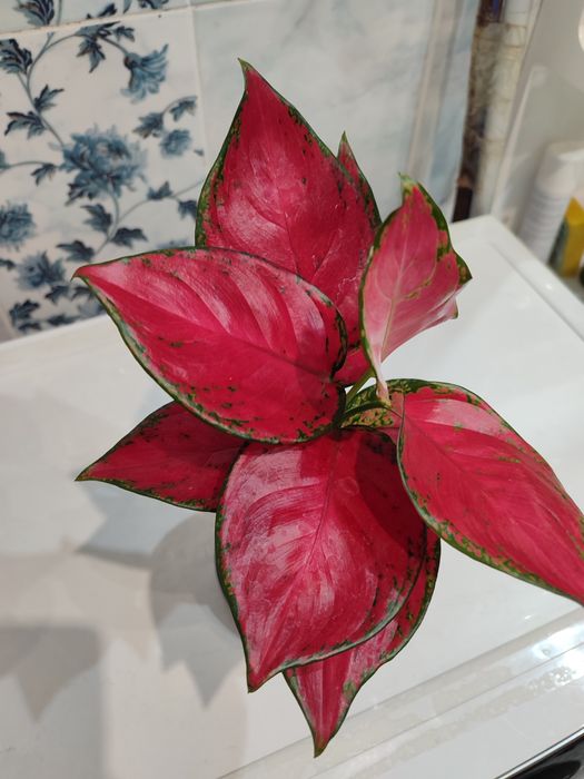 Аглаонема красная