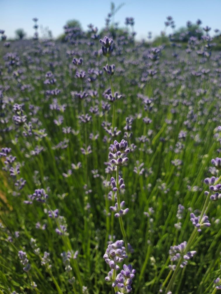 Lavanda la kilogram