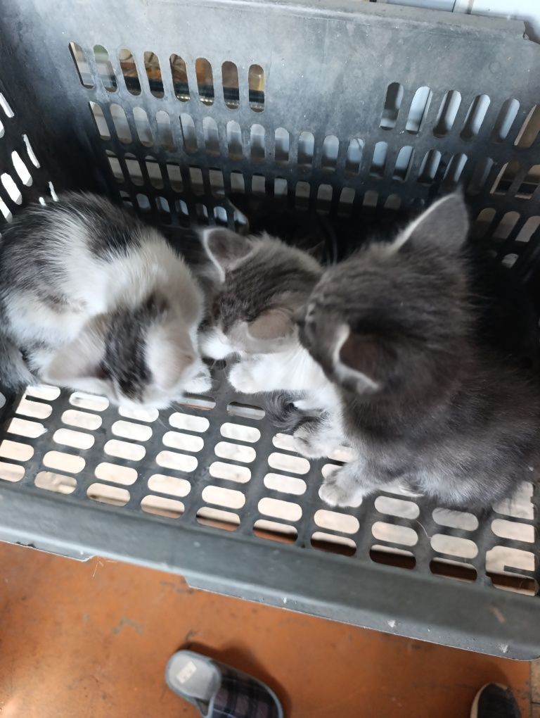Котята, могу доставить
