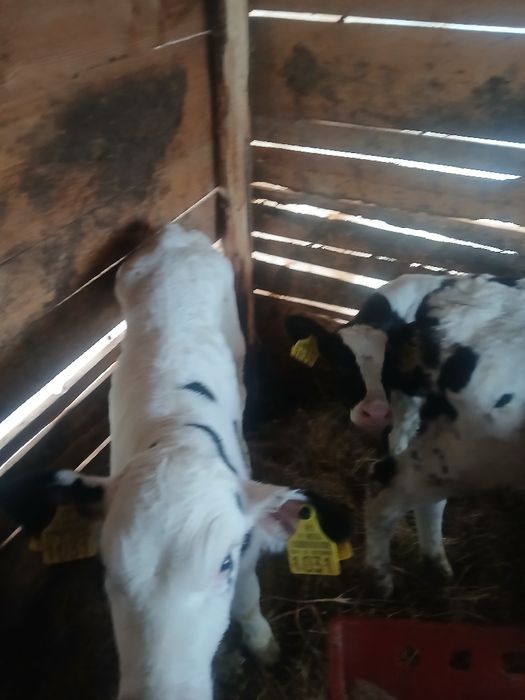 Vând 3 tauras  semi antercat