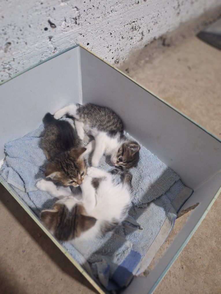 Котята бесплатно