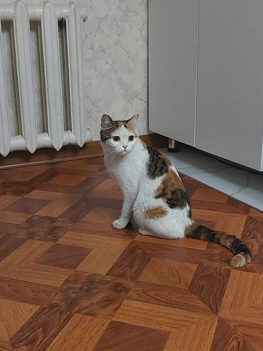 Чудесная ,нежная ,скромная и  воспитанная кошечка [шотландка])
