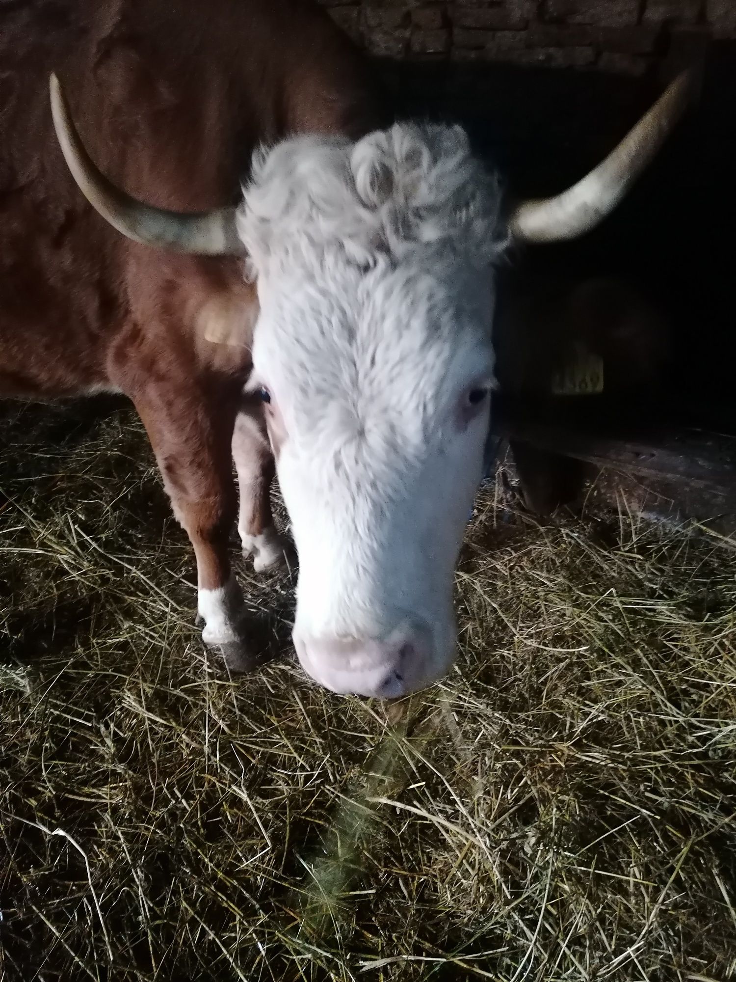 Vaca baltata de vânzare