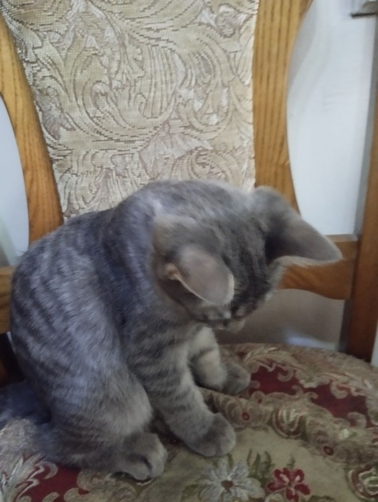 Отдам котят даром