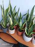 Vindem Sansevieria, plantă ornamentală de apartament