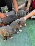 Amstaff american