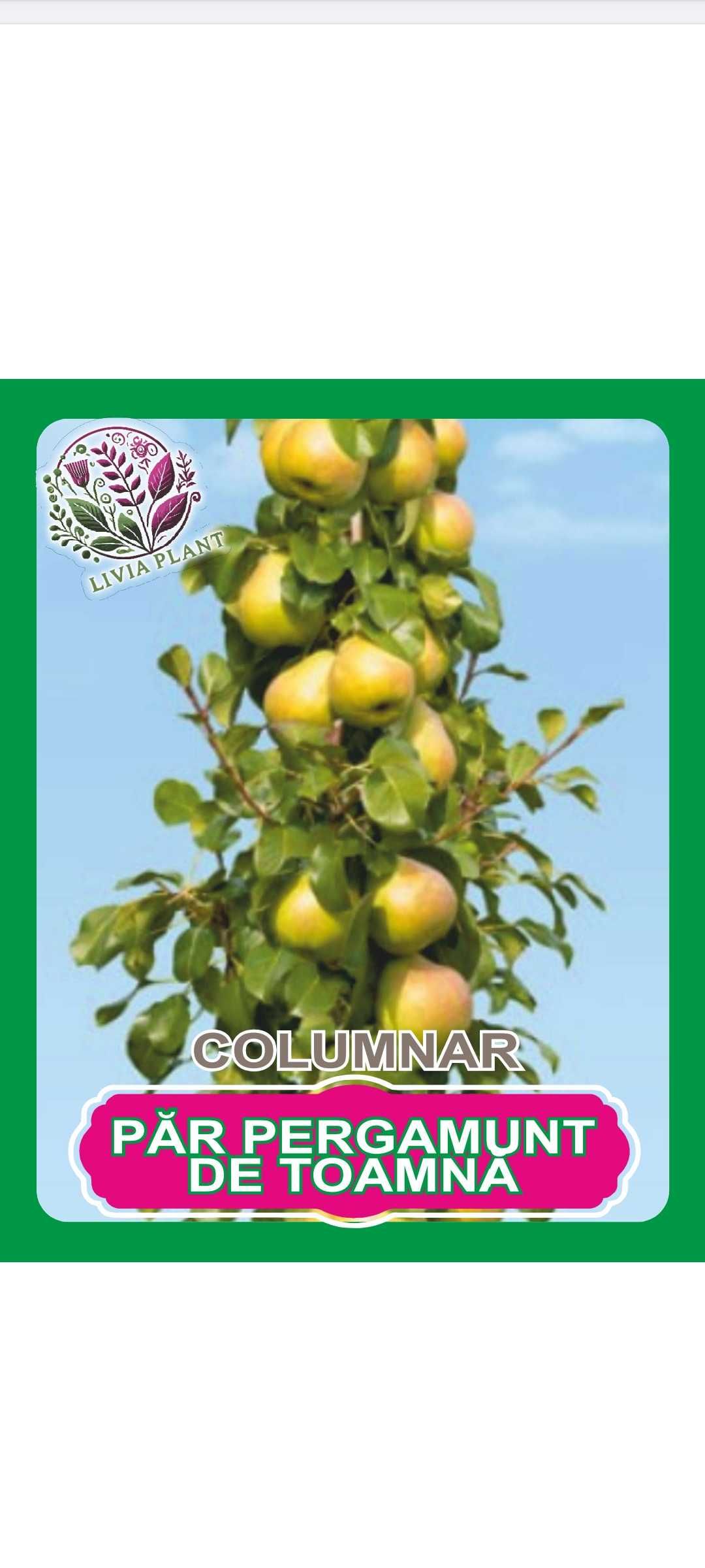 Pomi fructiferi Arbuști plante decorative ect.