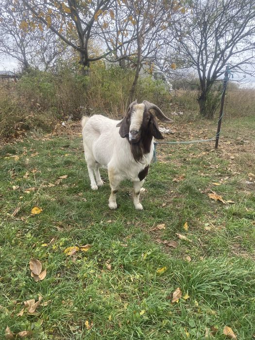 Vand tap boer cu origine import