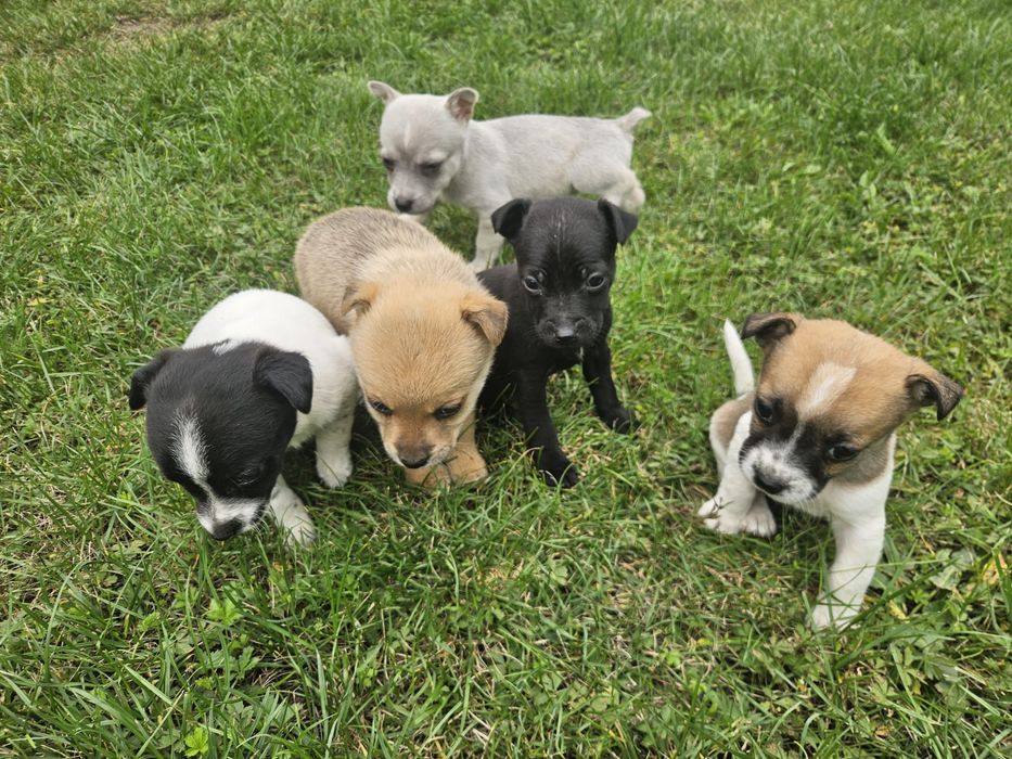 Donez 5 puiuti de caine