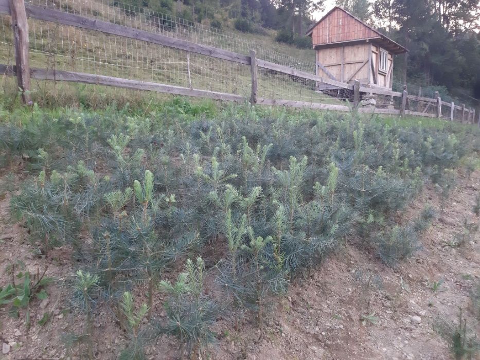 Puieti brad albastru calitate Premium-Abies concolor 4 ani