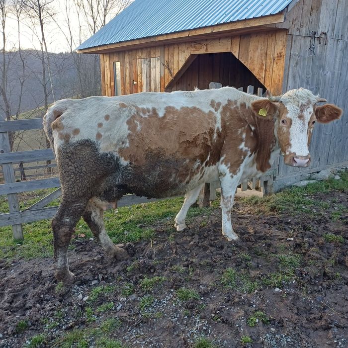 Vand vaca baltata buna de tinut