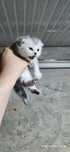 Продам котят фолд и котят страйт