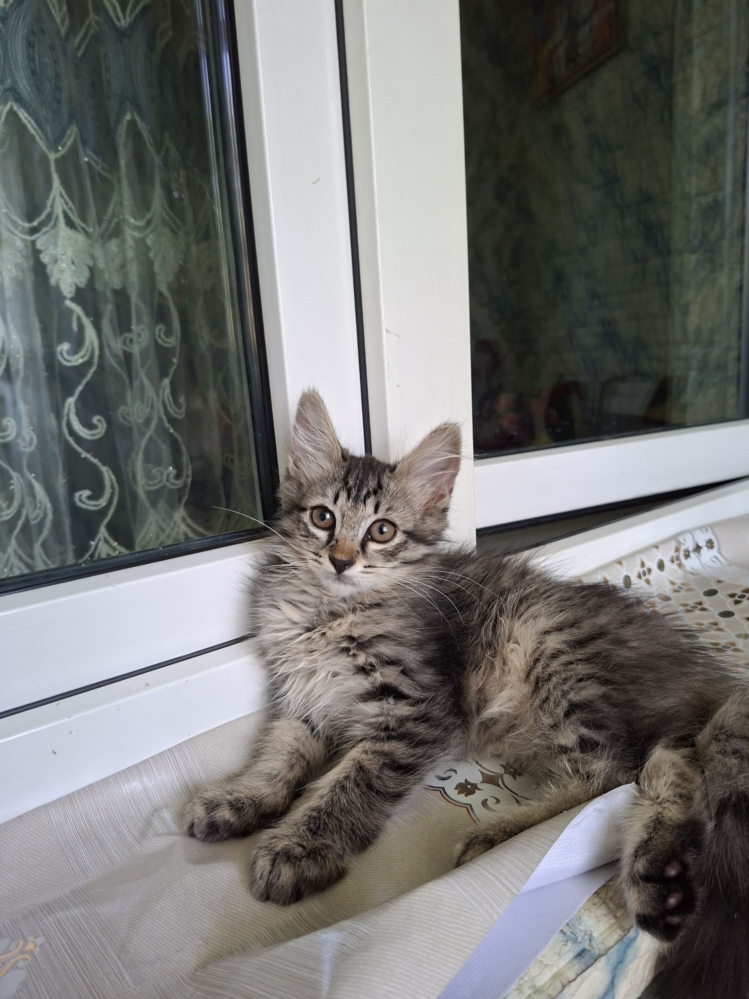 Котята ответственные руки