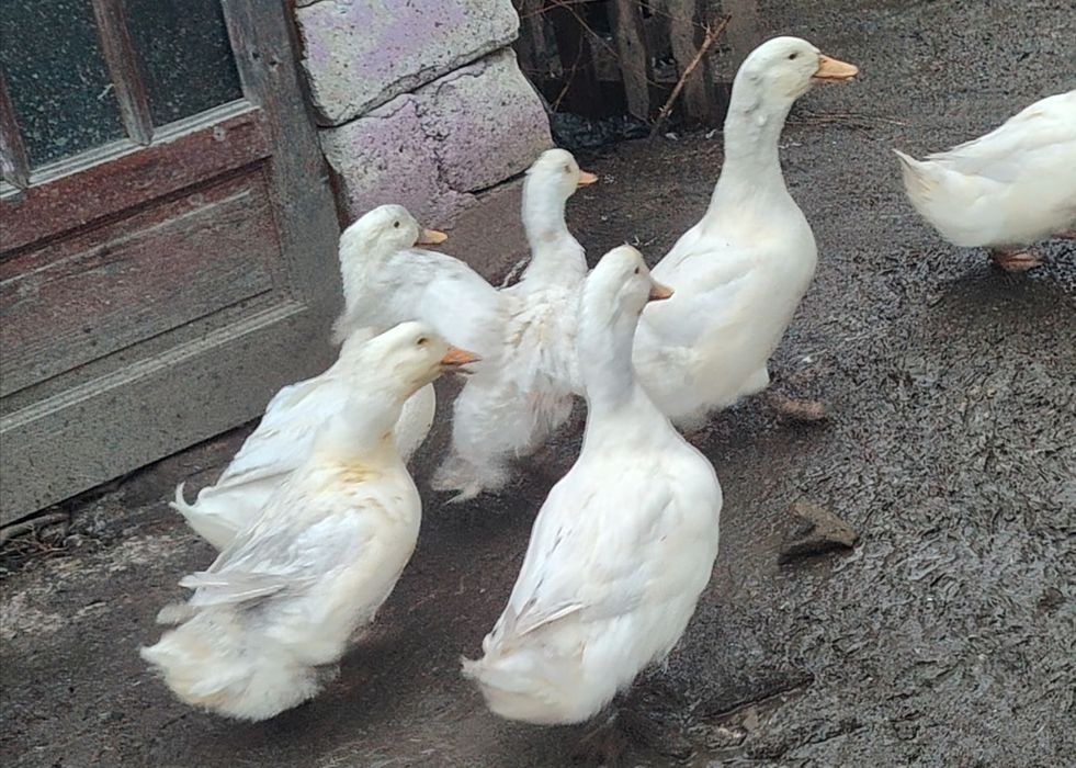 Vând rate la bucata sau toate 9buc