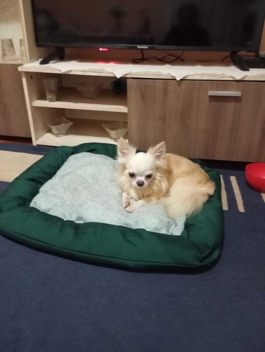 продавам чихуахуа