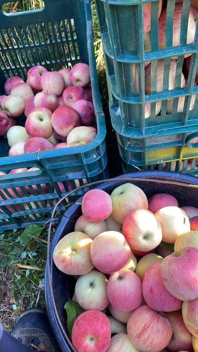 Vând mere de suc țuică