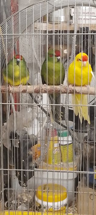 Продавам папагали какарики