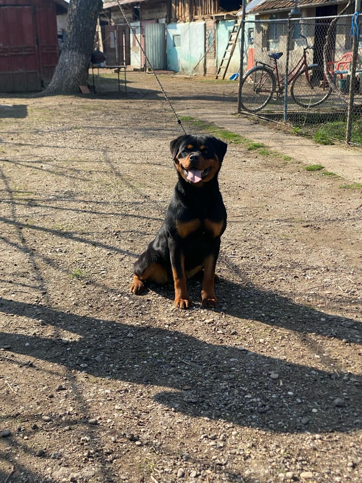 Femela Rottweiler Deosebita