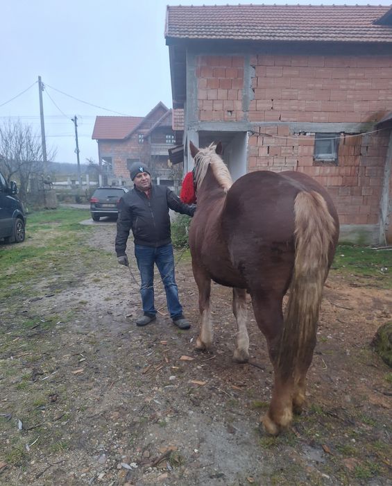 de vnzare doa mânze