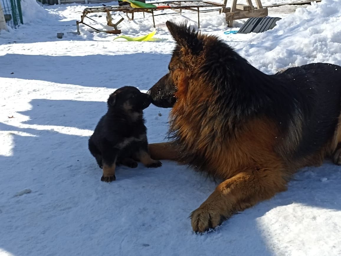 Вязка немецкой овчарки