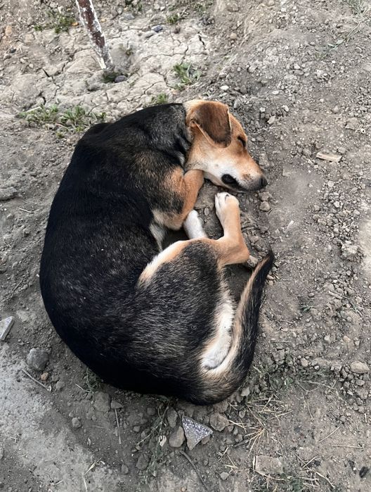 Күшіктер/щенки в добрые ркуи