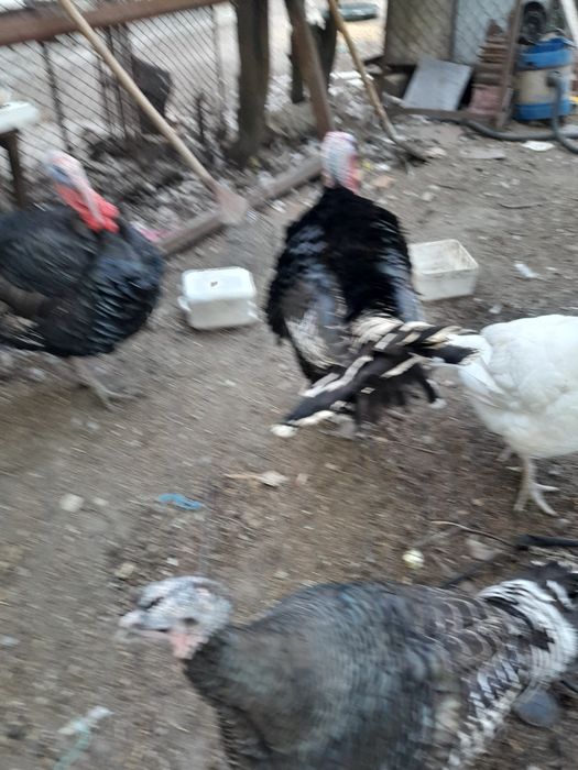 Vand curcani și curci