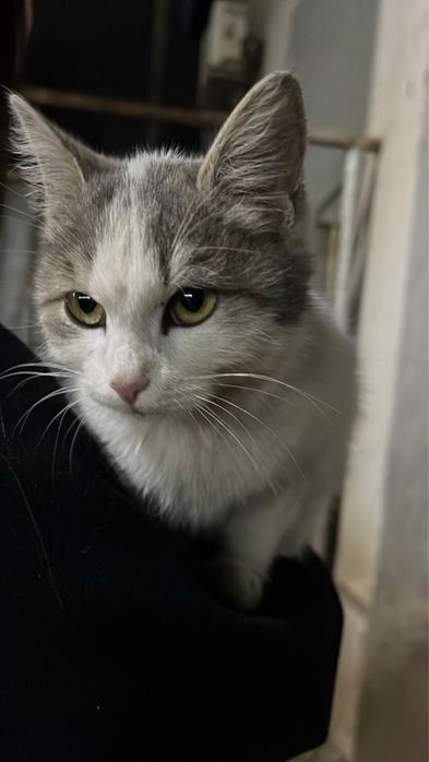 Отдам кошку бесплатно(породистая:смесь дворянской и манчкина