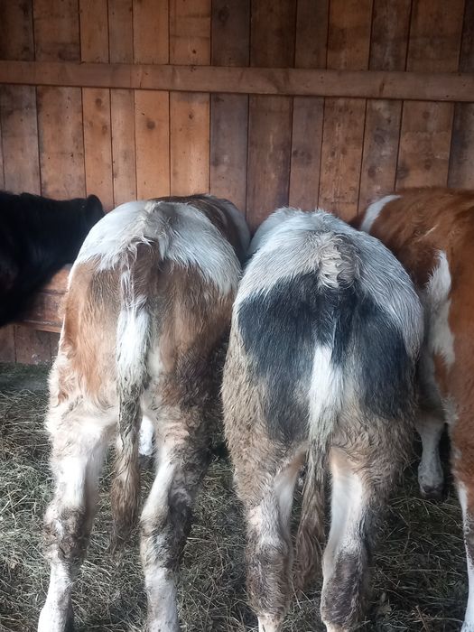 De vinzare 3 tauraşi