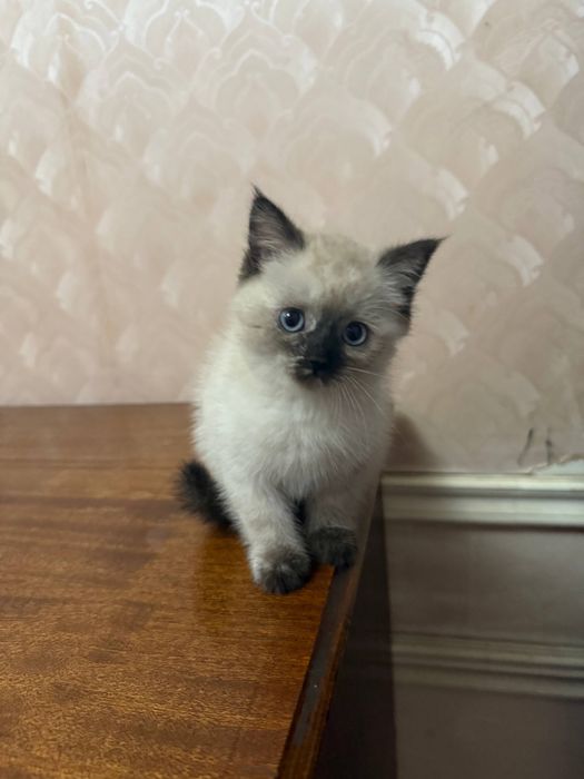 продается котёнок